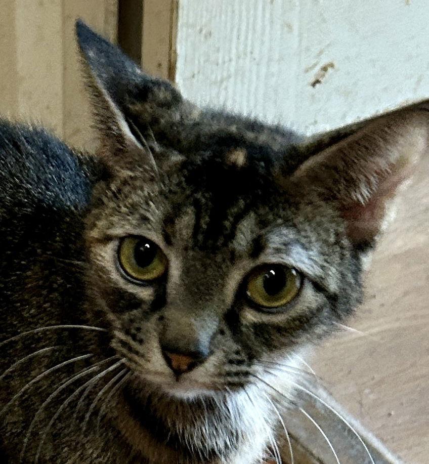 Enlarge DOT, a Adoptable mixed breed in Cypress, TX image 1/3