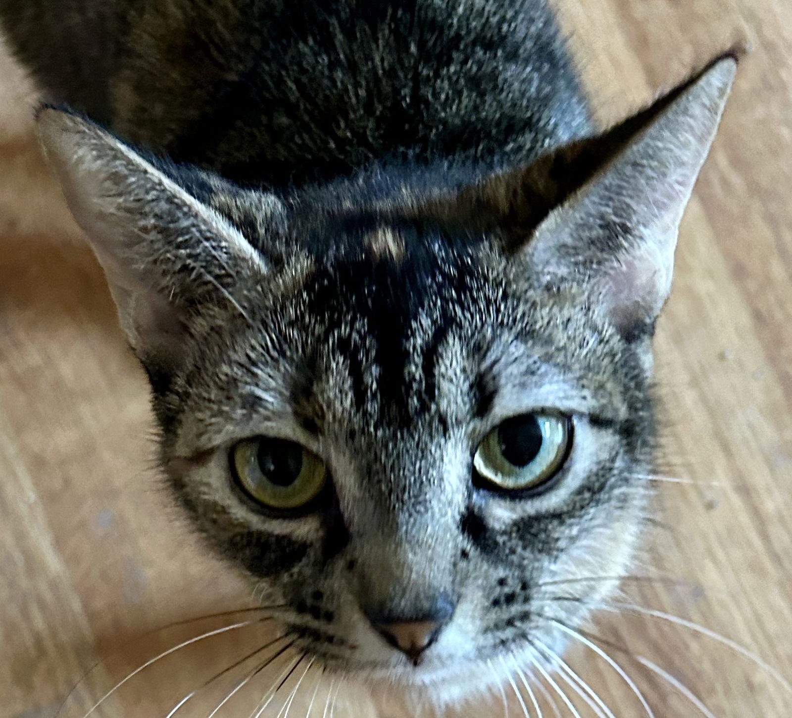 Enlarge DOT, a Adoptable mixed breed in Cypress, TX image 3/3