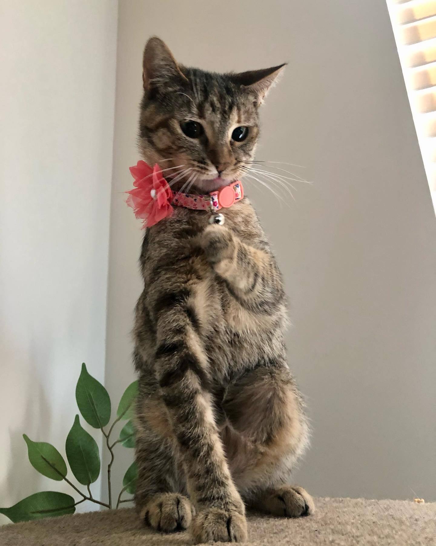 Enlarge Melody, a Adoptable Domestic Short Hair in Jesup, GA image 1/3