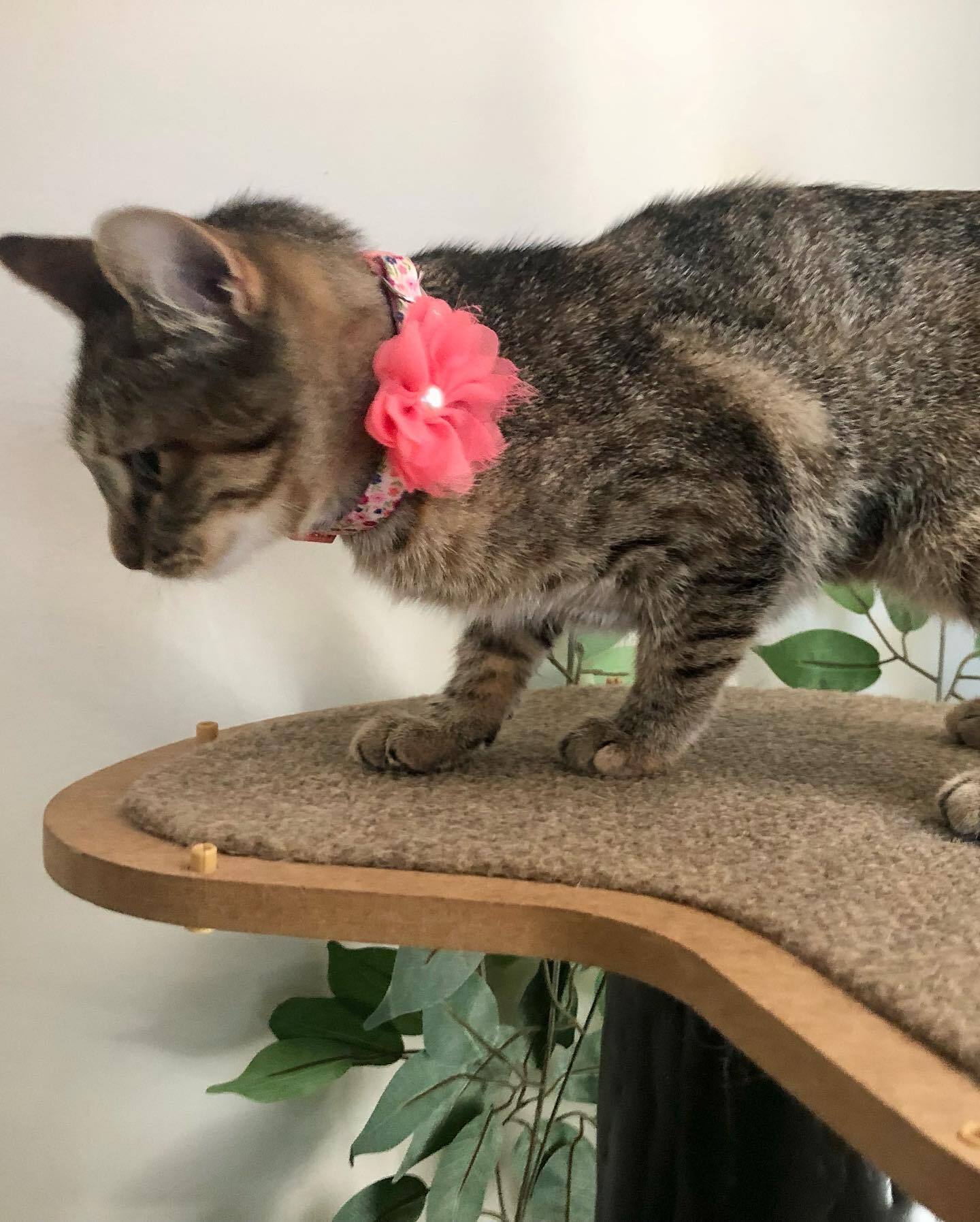 Enlarge Melody, a Adoptable Domestic Short Hair in Jesup, GA image 2/3