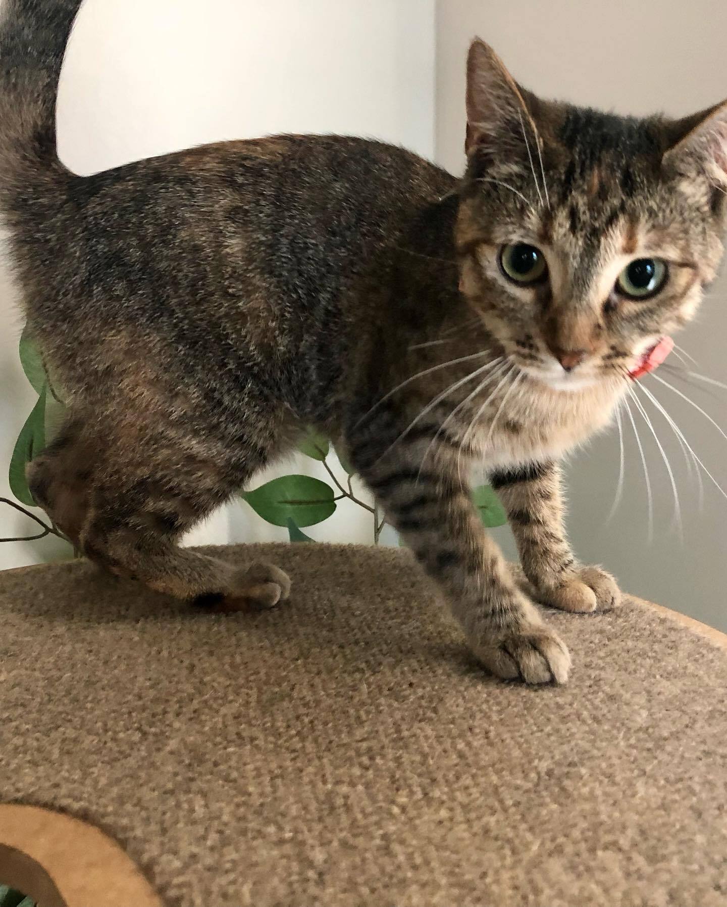 Enlarge Melody, a Adoptable Domestic Short Hair in Jesup, GA image 3/3