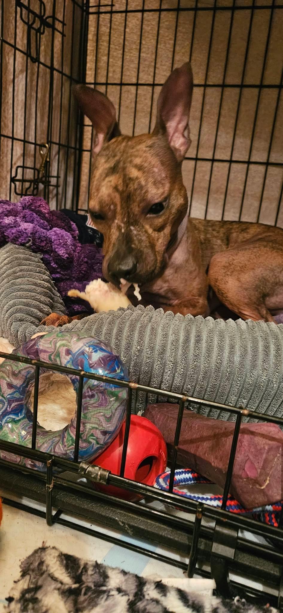 Enlarge Gina - Urgent Foster Needed, a Adoptable mixed breed in Holtsville, NY image 6/6