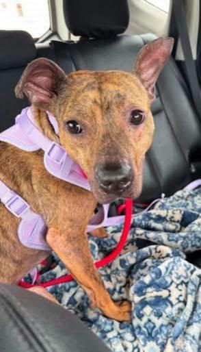 Enlarge Gina - Urgent Foster Needed, a Adoptable mixed breed in Holtsville, NY image 4/6