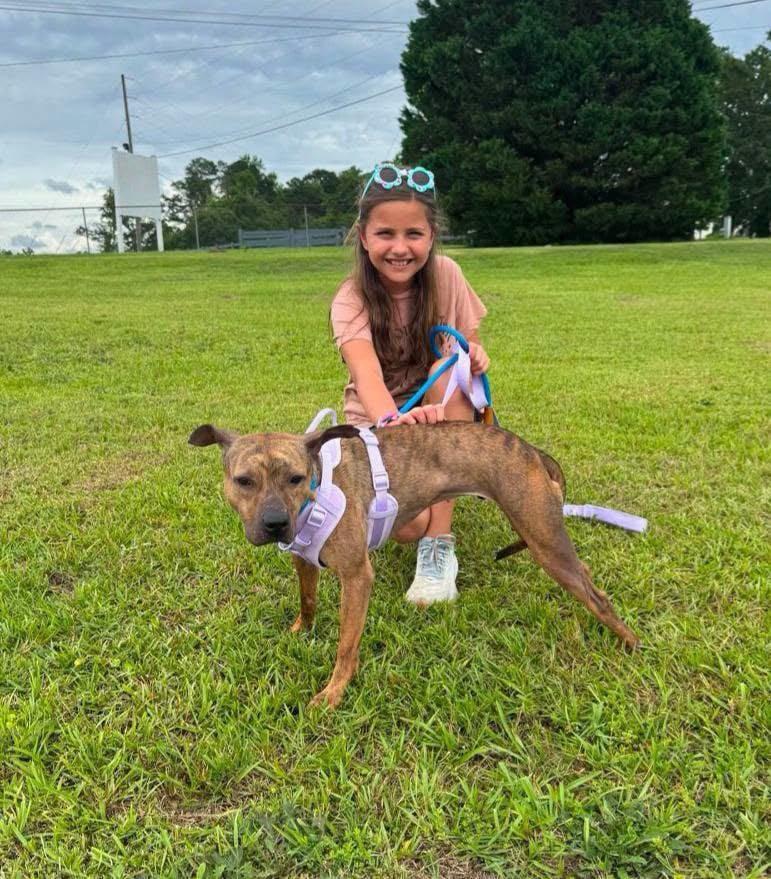 Enlarge Gina - Urgent Foster Needed, a Adoptable mixed breed in Holtsville, NY image 3/6