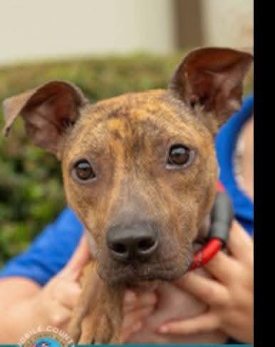 Enlarge Gina - Urgent Foster Needed, a Adoptable mixed breed in Holtsville, NY image 1/6