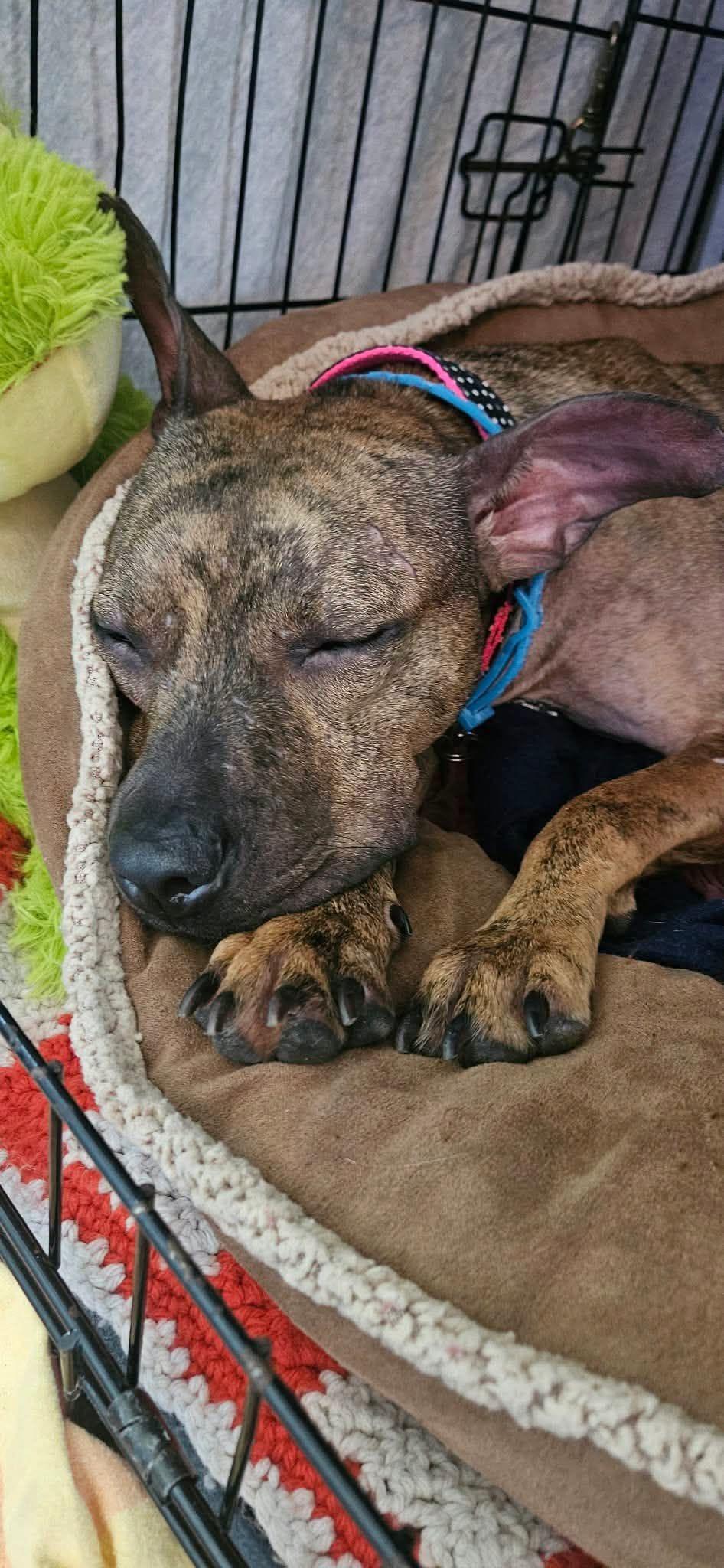 Enlarge Gina - Urgent Foster Needed, a Adoptable mixed breed in Holtsville, NY image 5/6