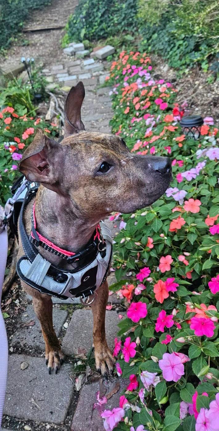 Enlarge Gina - Urgent Foster Needed, a Adoptable mixed breed in Holtsville, NY image 2/6