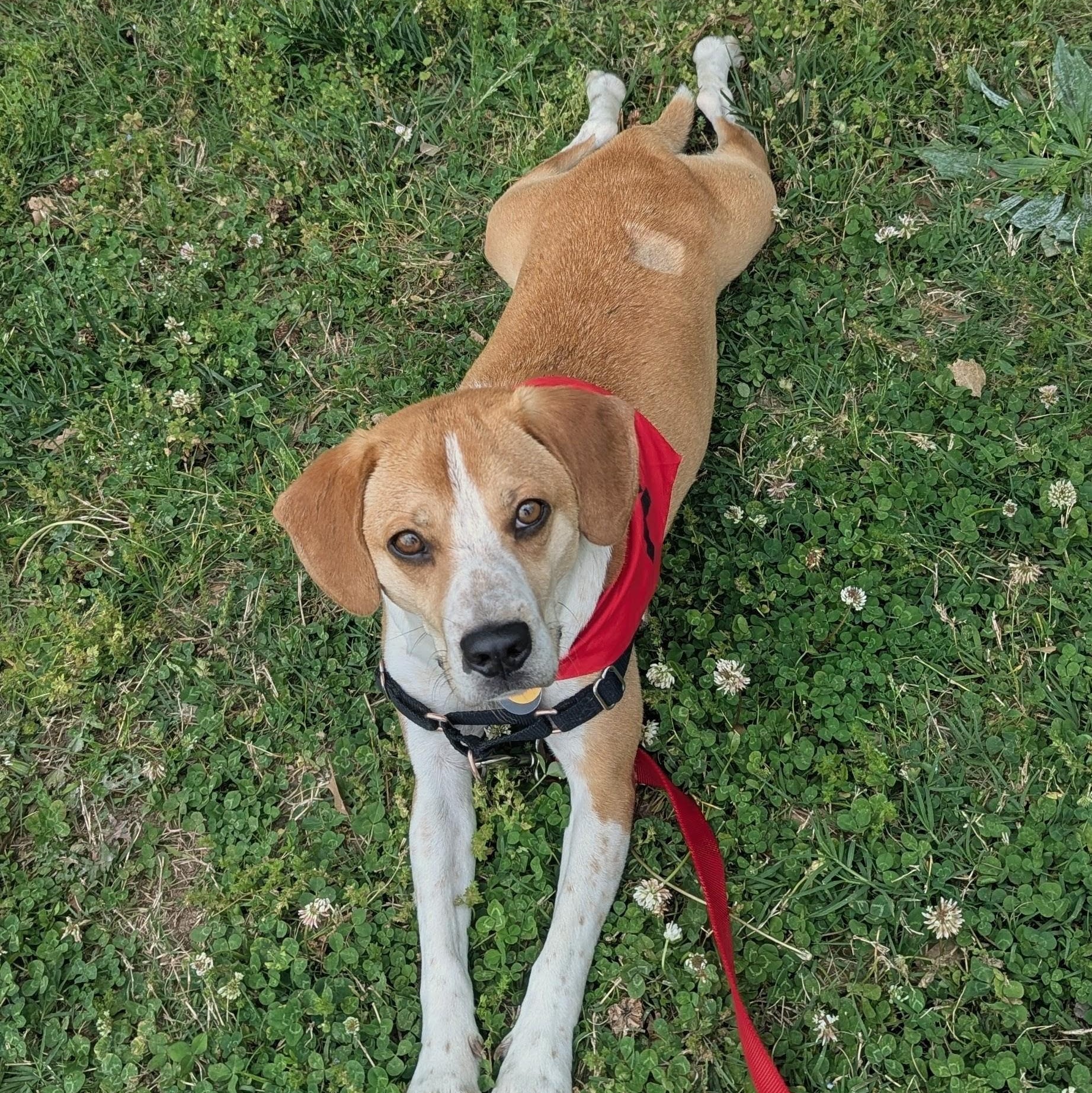 Enlarge Mac, an adopted mixed breed in Alexandria, VA image 4/6