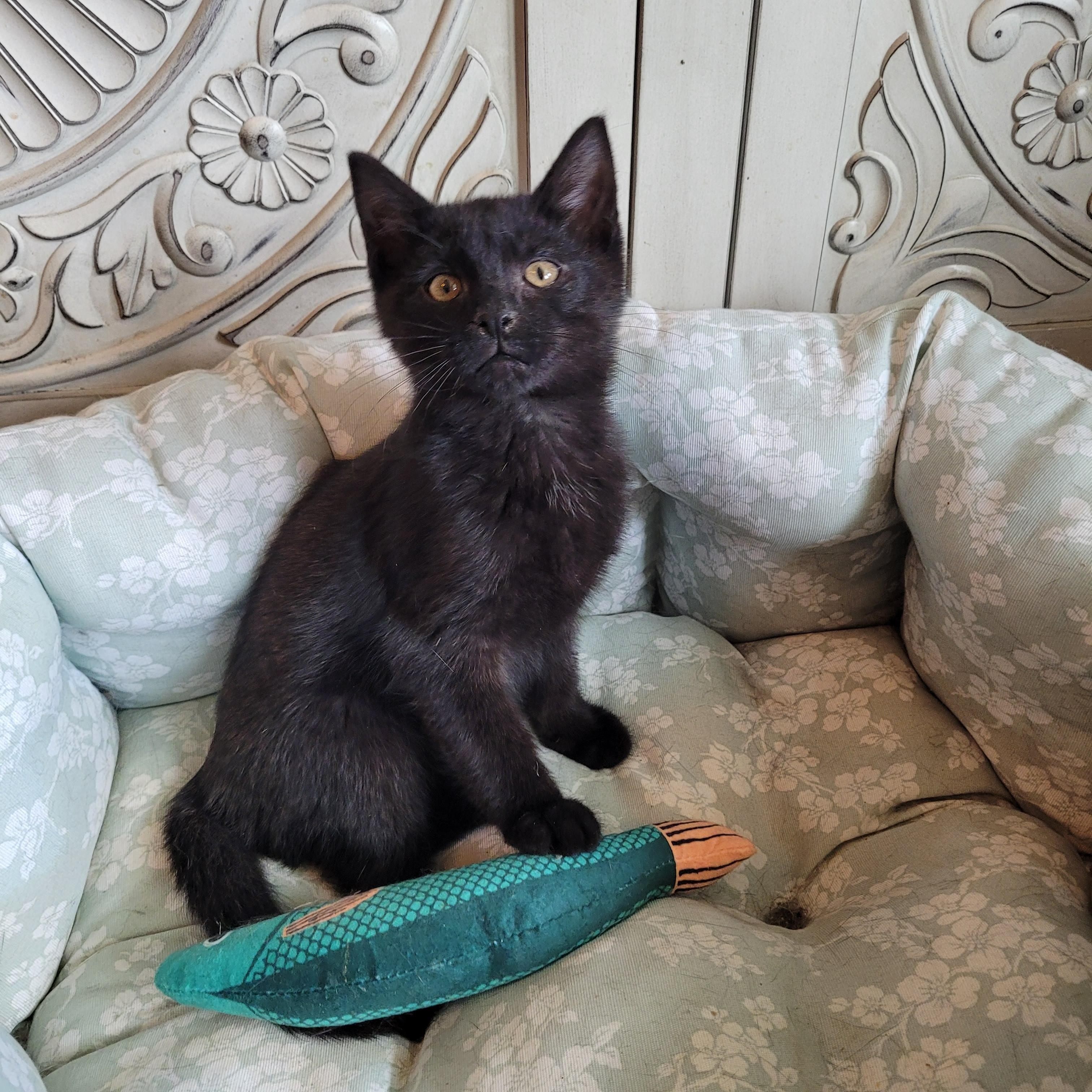 Beanie, ADOPTABLE, Kitten Male Domestic Short Hair.