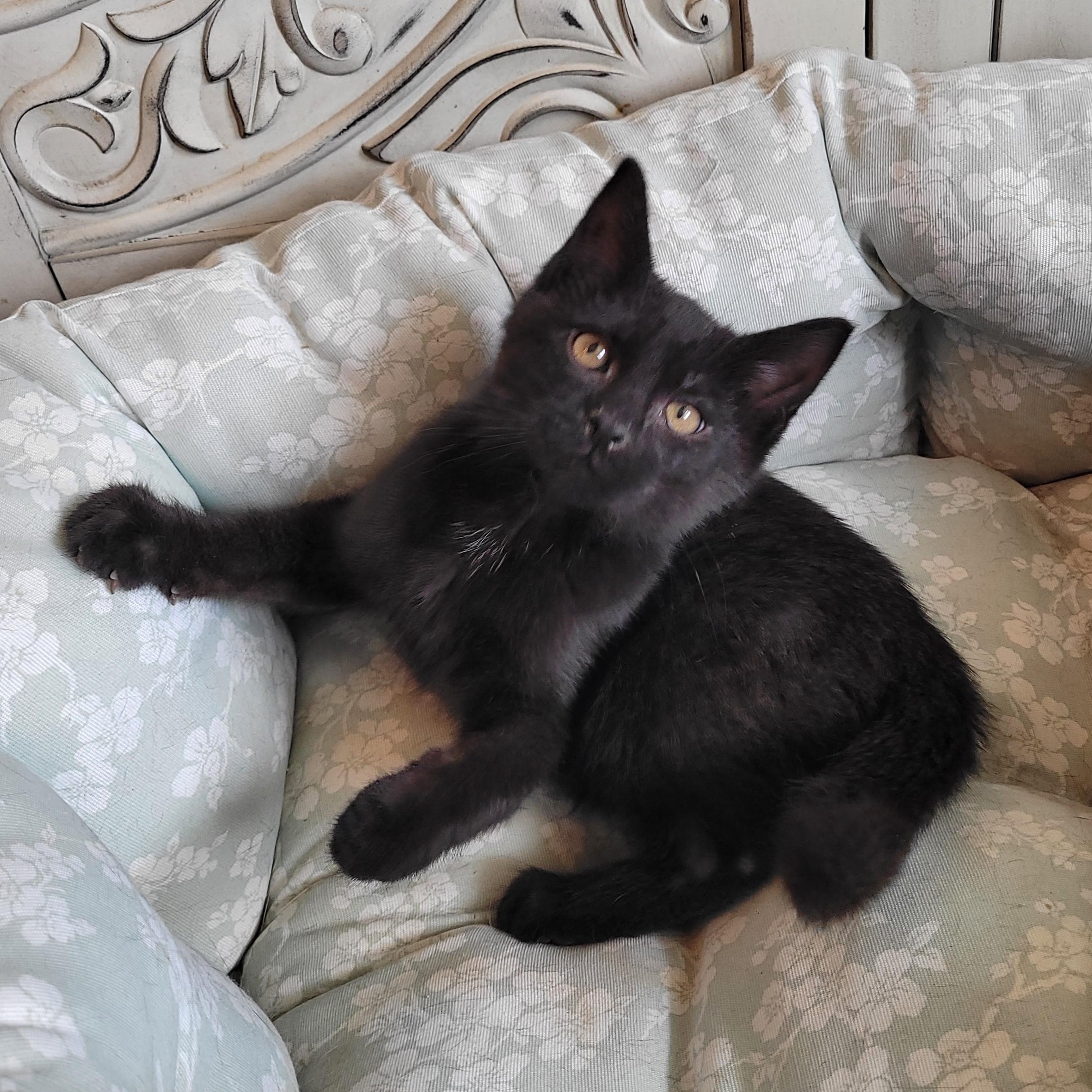 Beanie, a ADOPTABLE Domestic Short Hair in Indianapolis, IN image 4/6