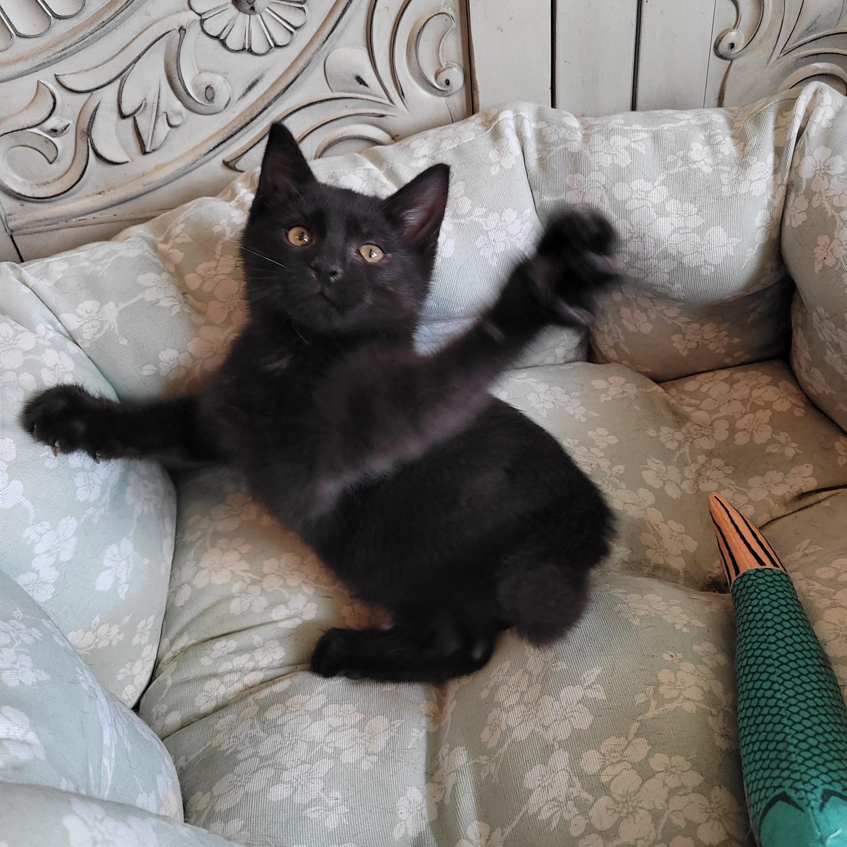 Beanie, a ADOPTABLE Domestic Short Hair in Indianapolis, IN image 6/6