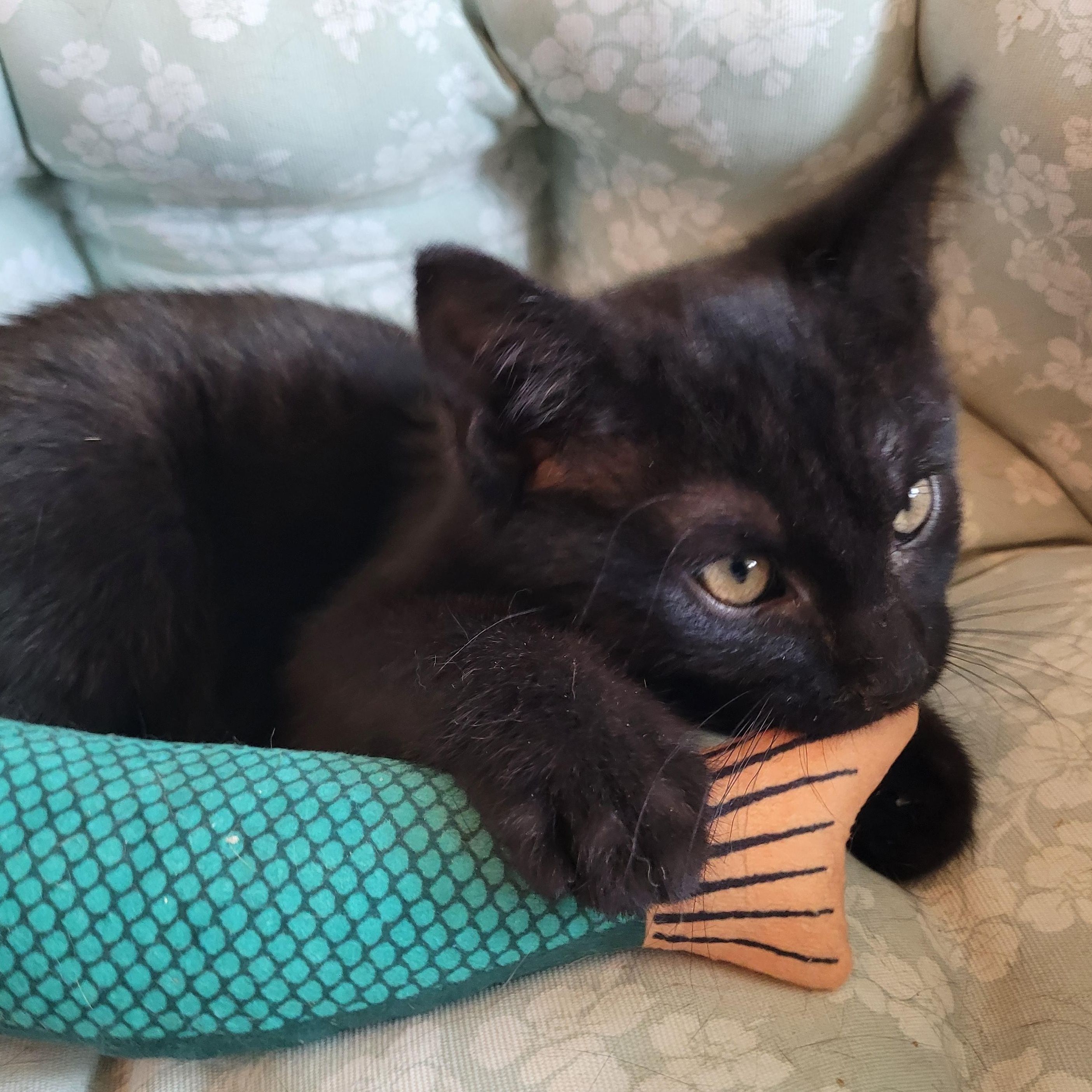 Beanie, a ADOPTABLE Domestic Short Hair in Indianapolis, IN image 3/6