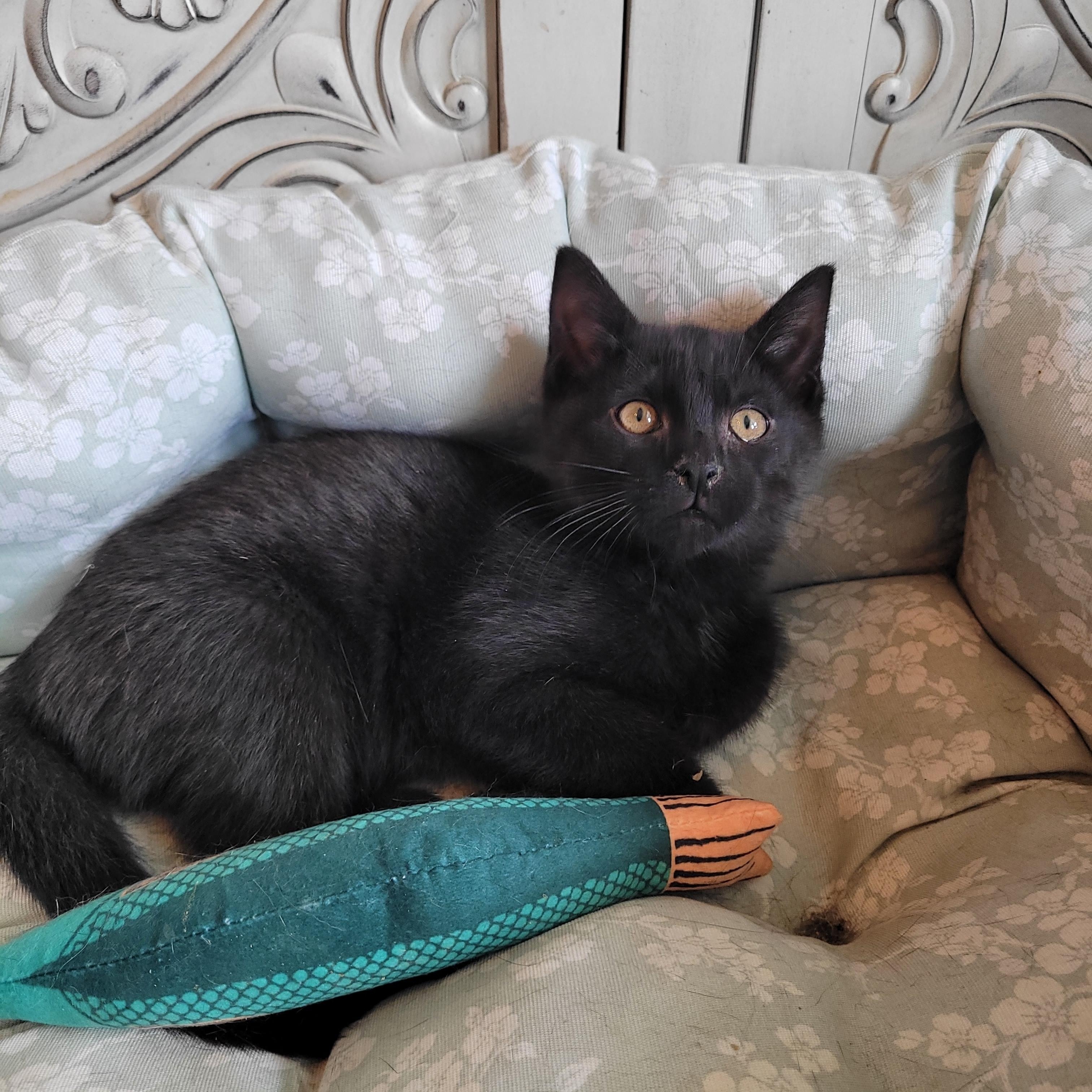 Beanie, a ADOPTABLE Domestic Short Hair in Indianapolis, IN image 2/6