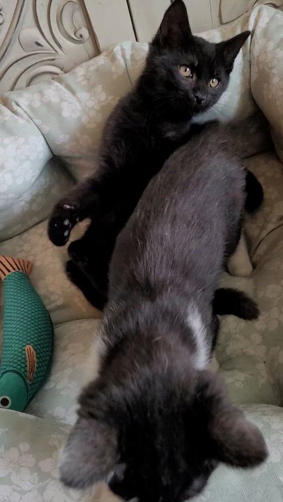 Enlarge Beanie, a ADOPTABLE Domestic Short Hair in Indianapolis, IN video 5/6
