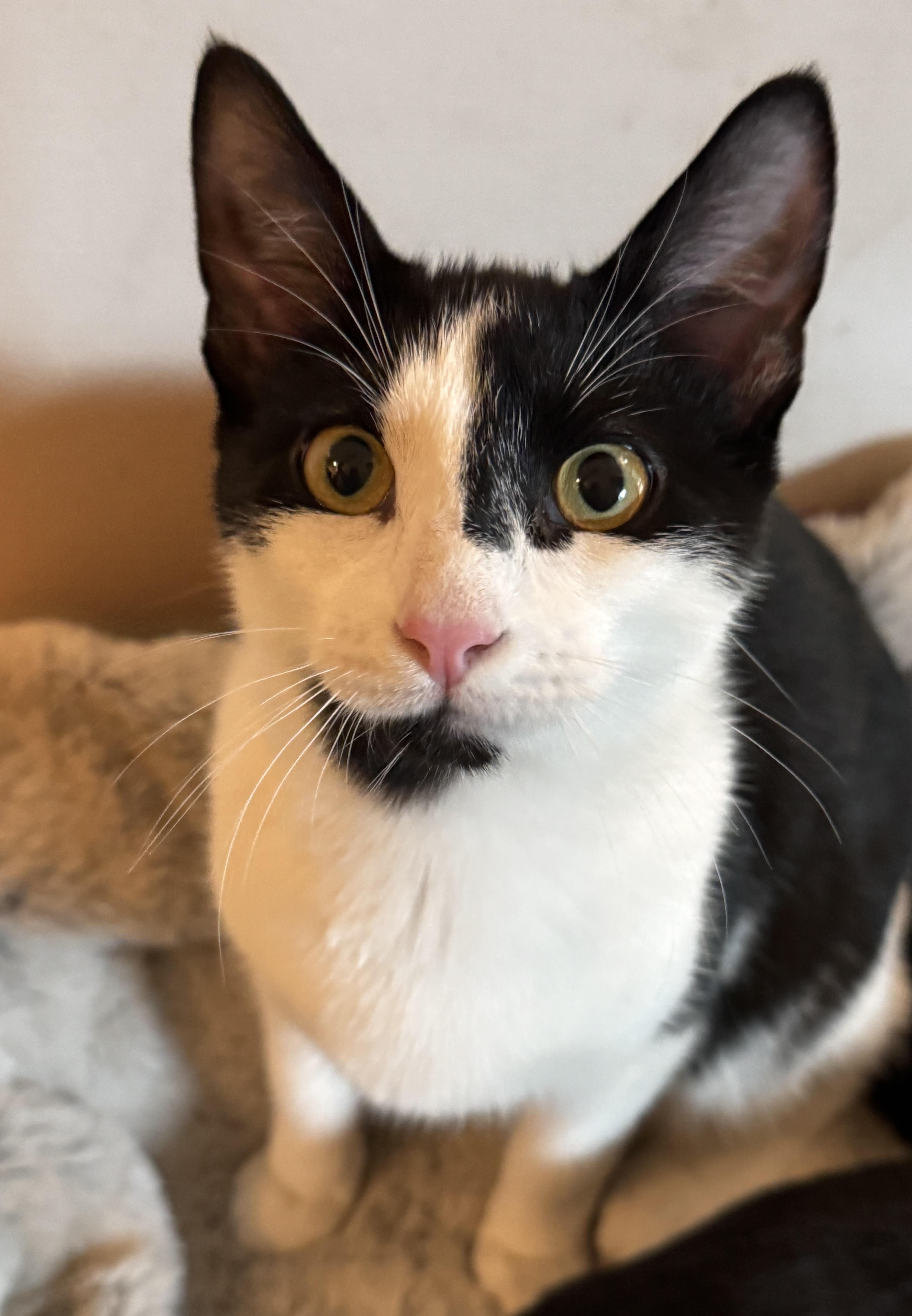Marco & Polo, Adoptable, Young Male Tuxedo.