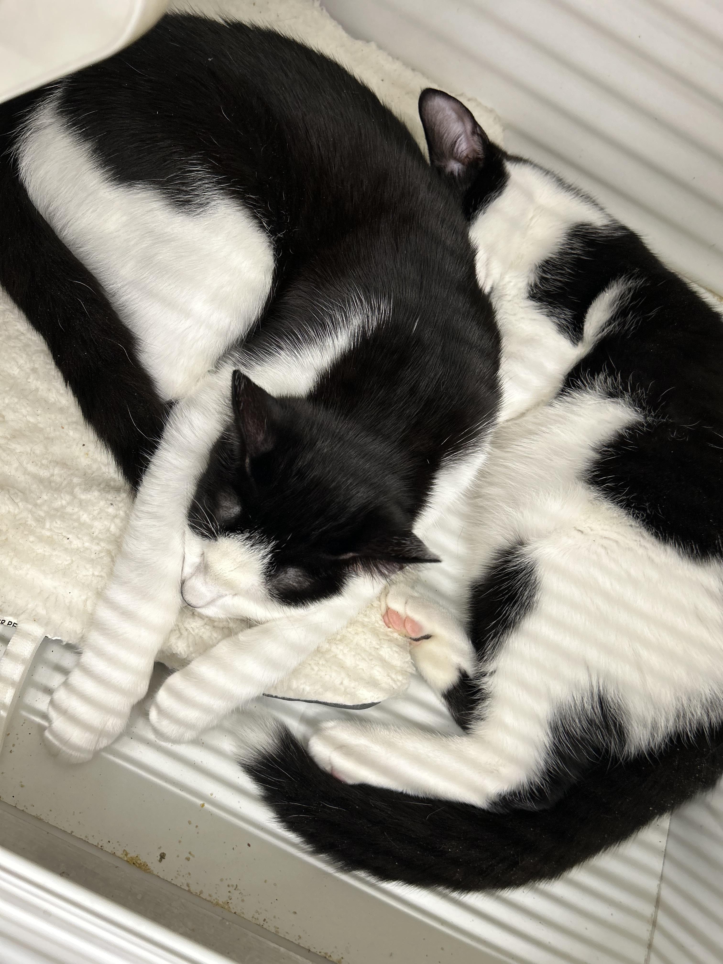 Enlarge Marco & Polo, a Adoptable Tuxedo in Independence, OH image 3/3