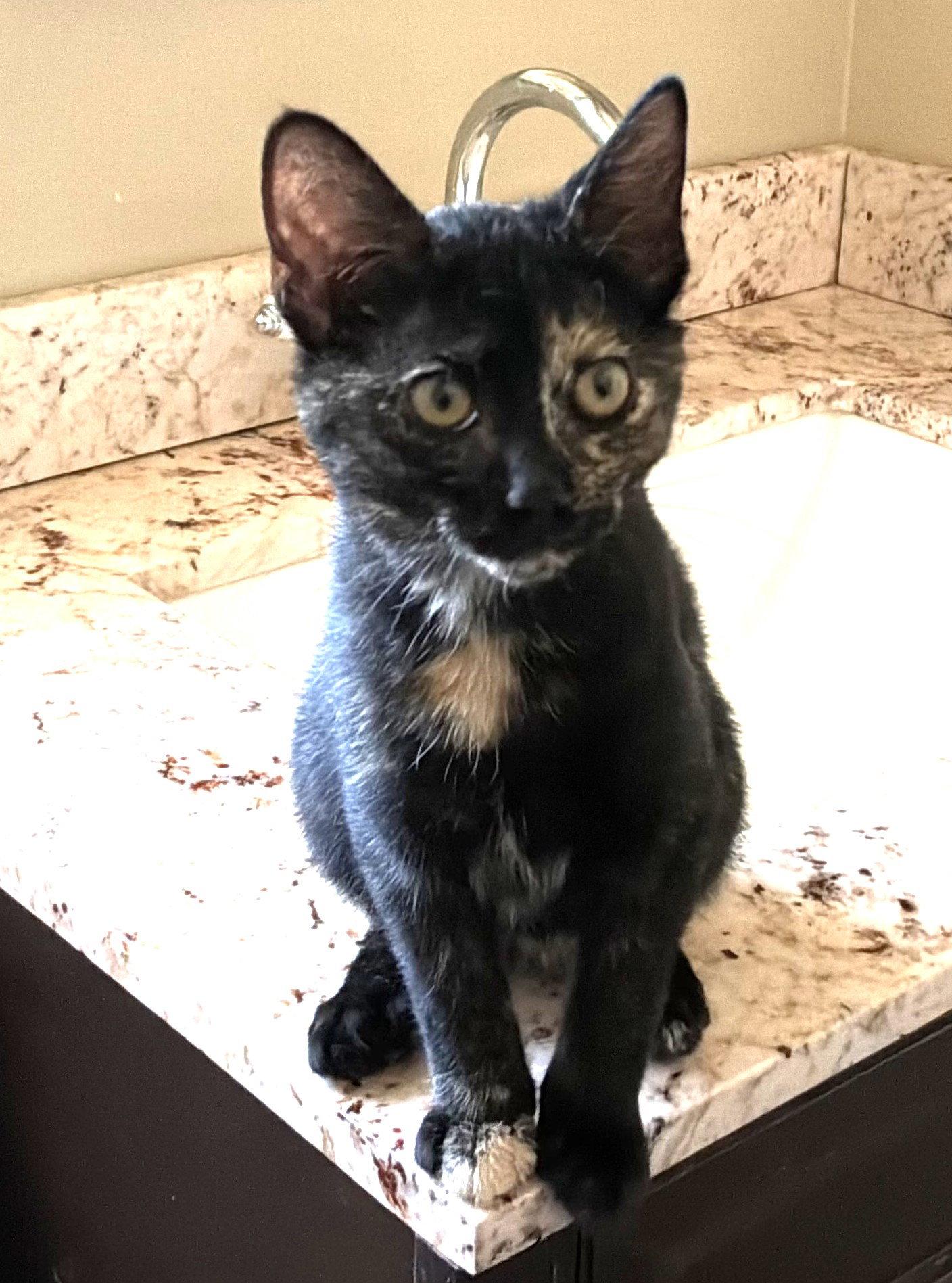 ZZ  Marble, Adoptable, Kitten Female Domestic Short Hair.
