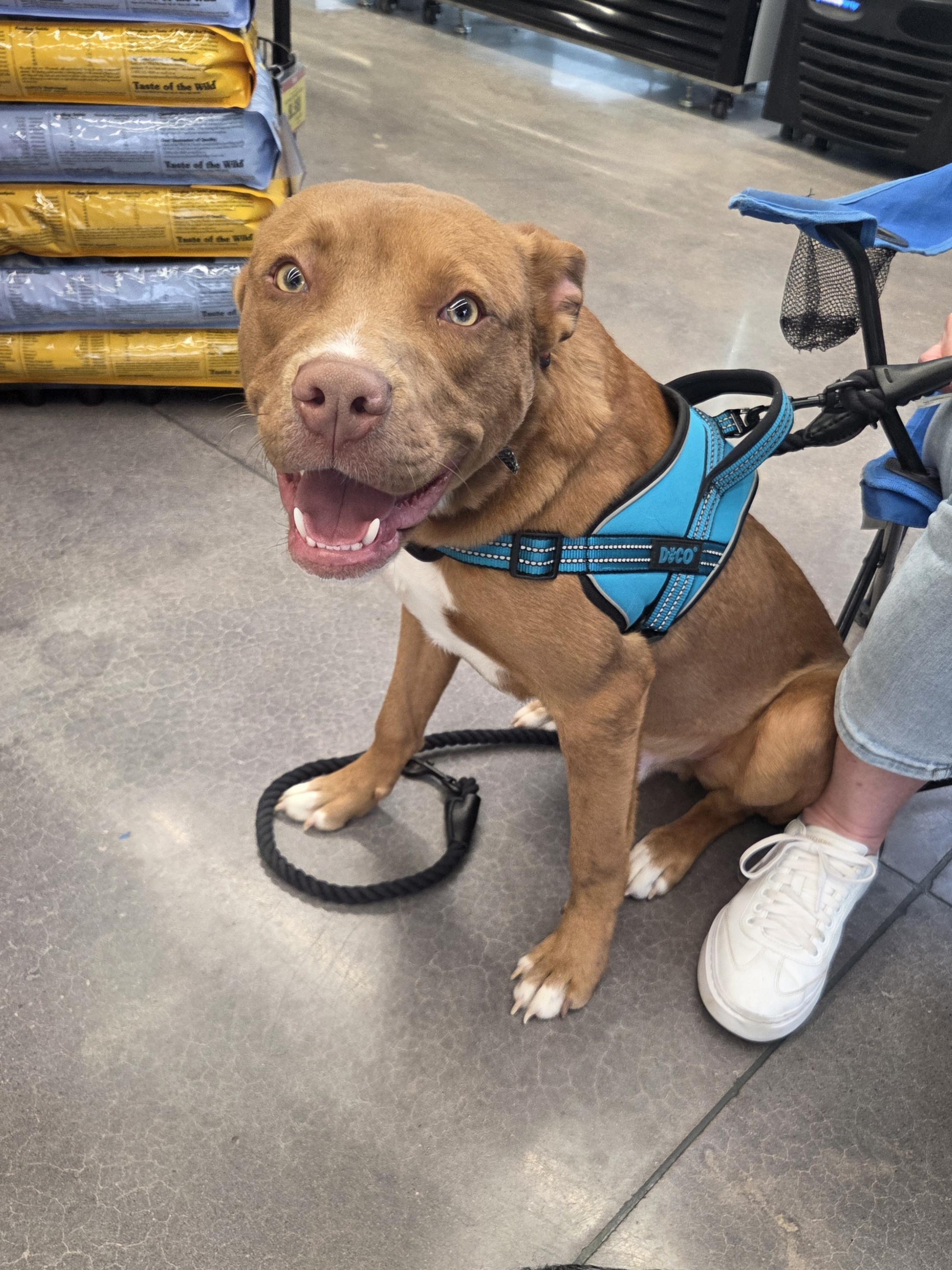 Dallas, adopted, Young Male American Staffordshire Terrier.