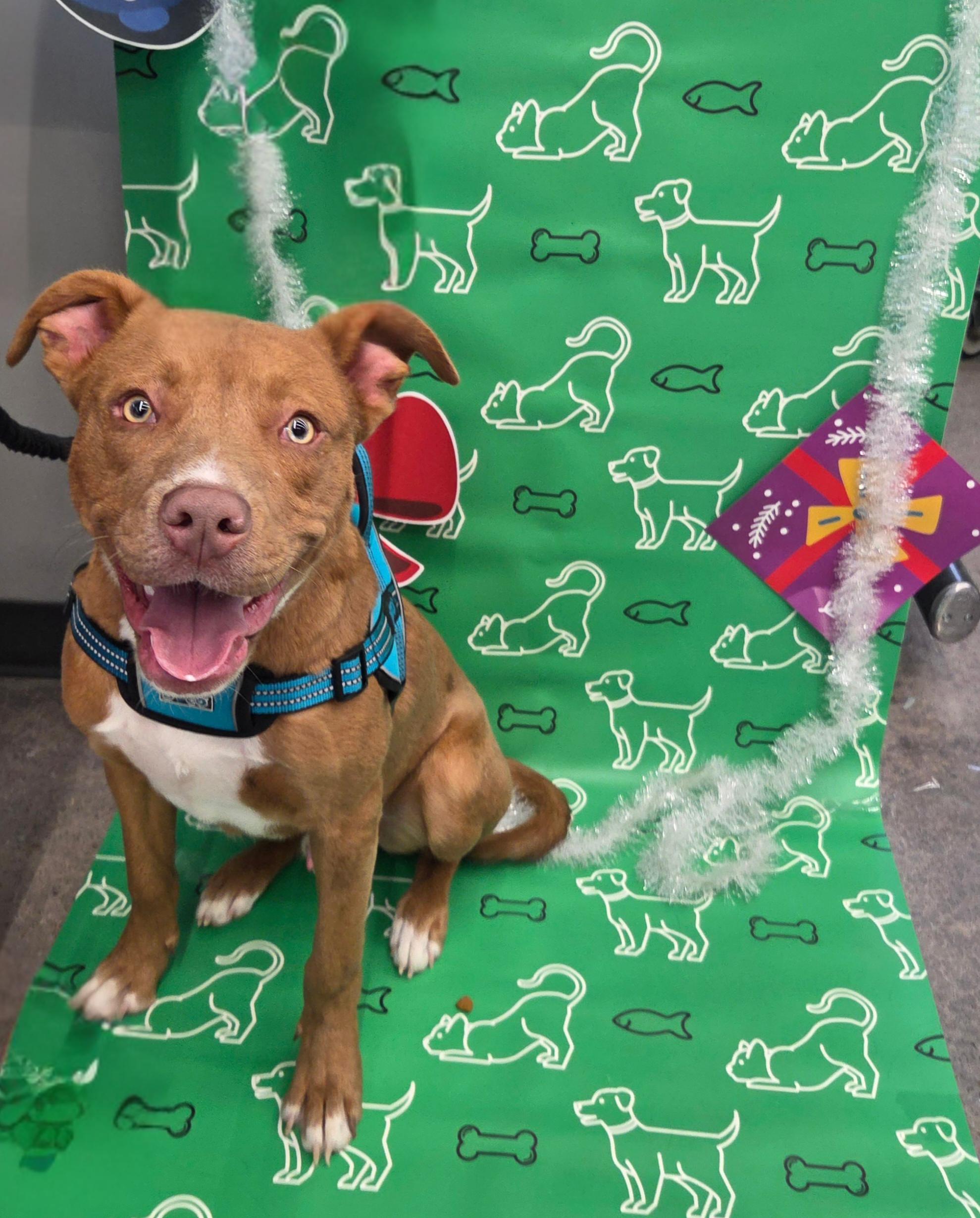 Dallas, an adopted mixed breed in Anna, TX image 2/5