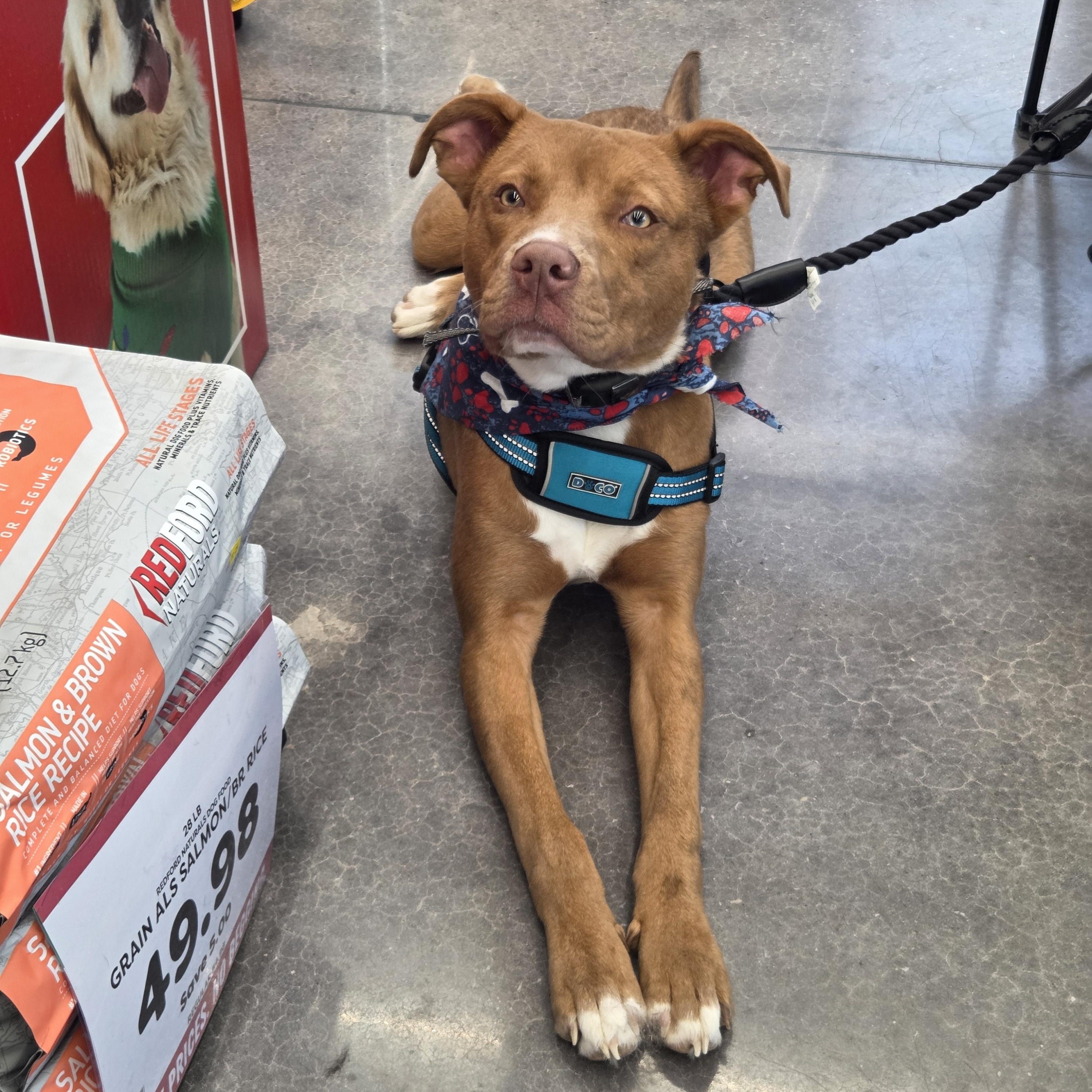 Dallas, an adopted mixed breed in Anna, TX image 5/5