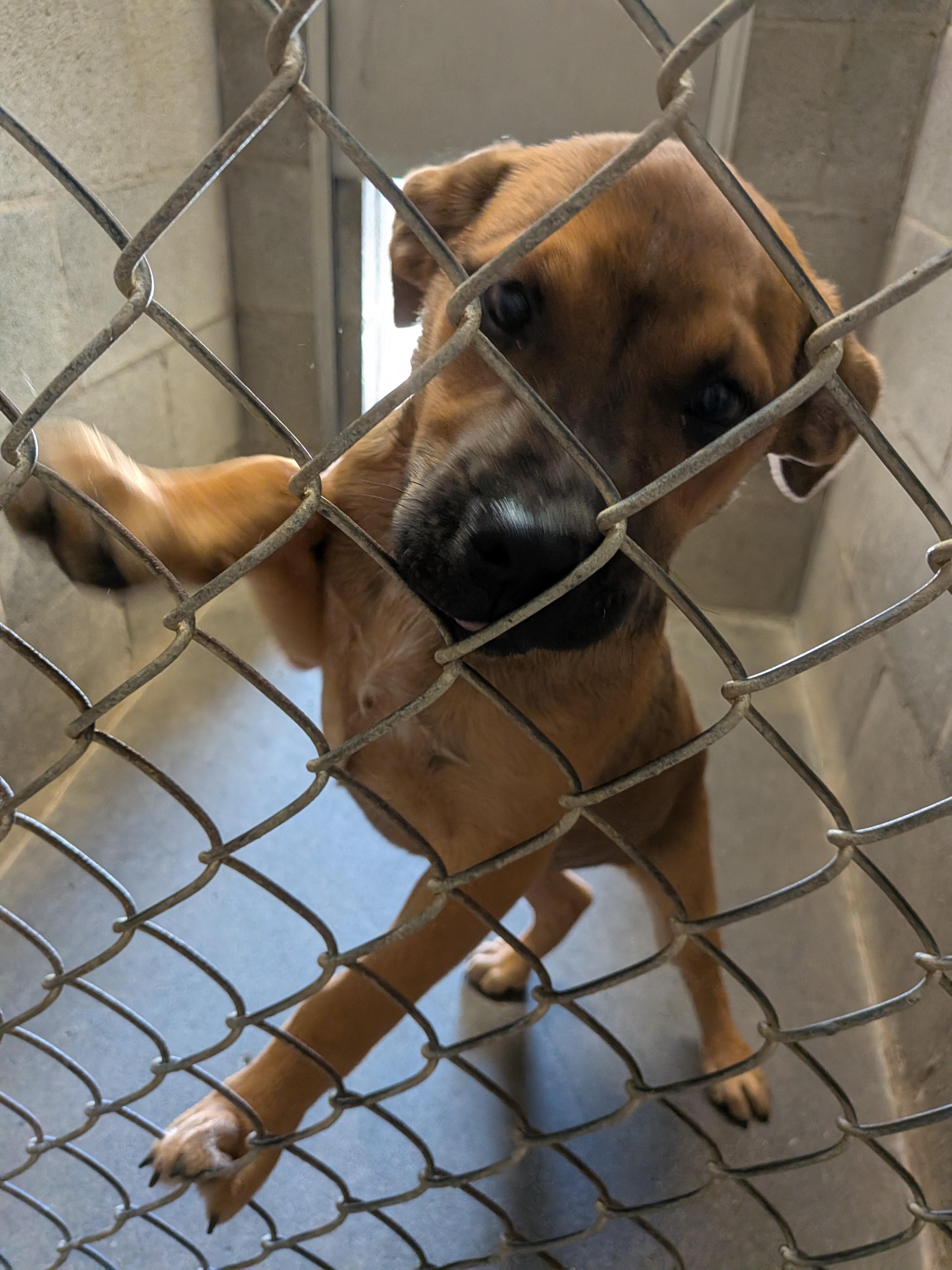 Enlarge Bo, a Adoptable mixed breed in Hermiston, OR image 1/2