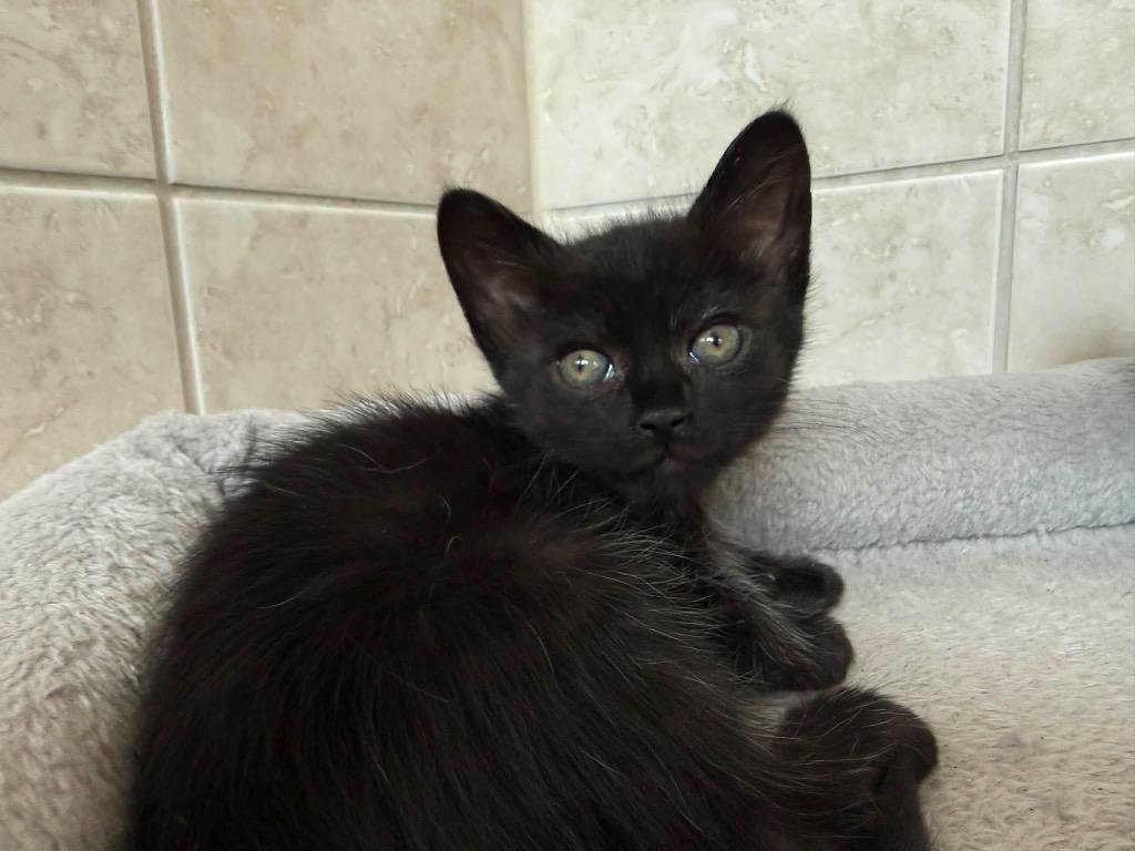 Bonnie, Adoptable, Kitten Female Domestic Short Hair.
