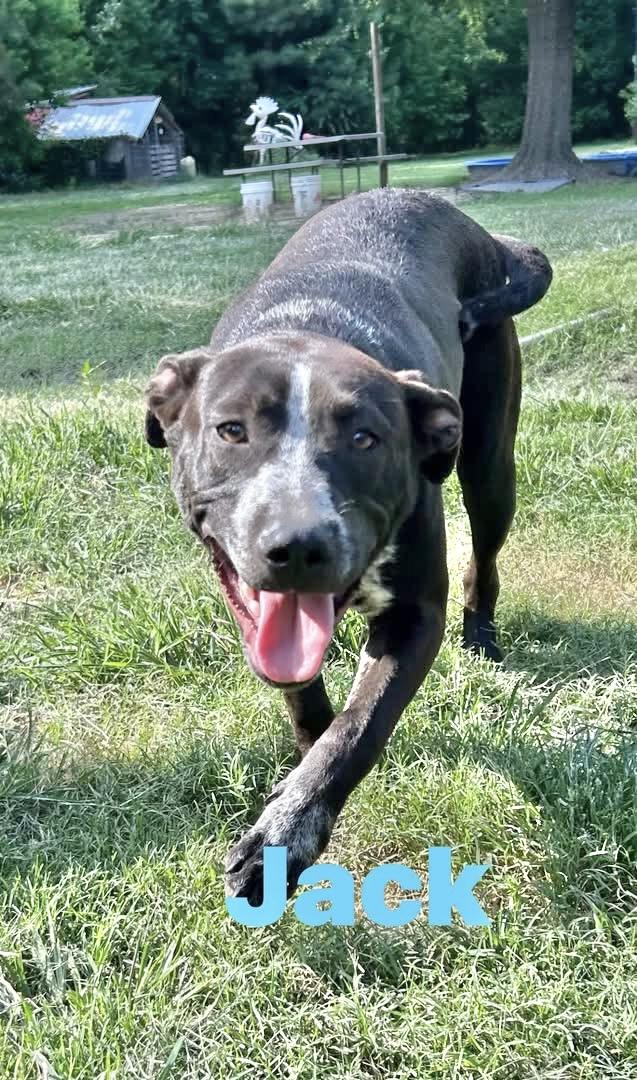 Enlarge Jack, a Adoptable German Shorthaired Pointer in Manchester, CT image 2/2