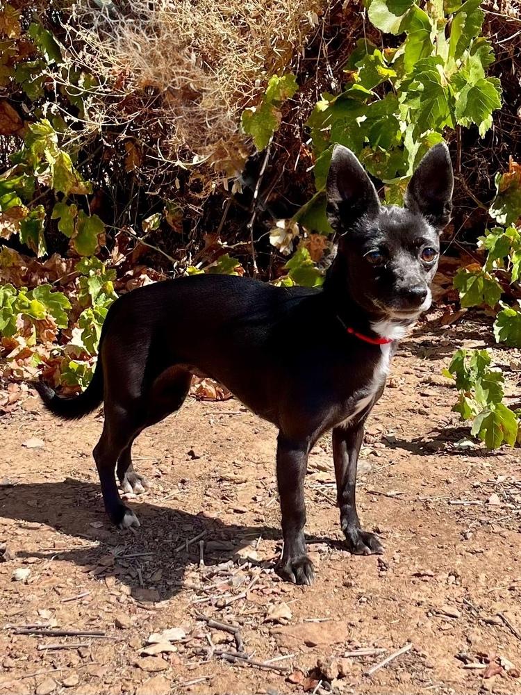 Mindy, Adoptable, Adult Female Chihuahua.