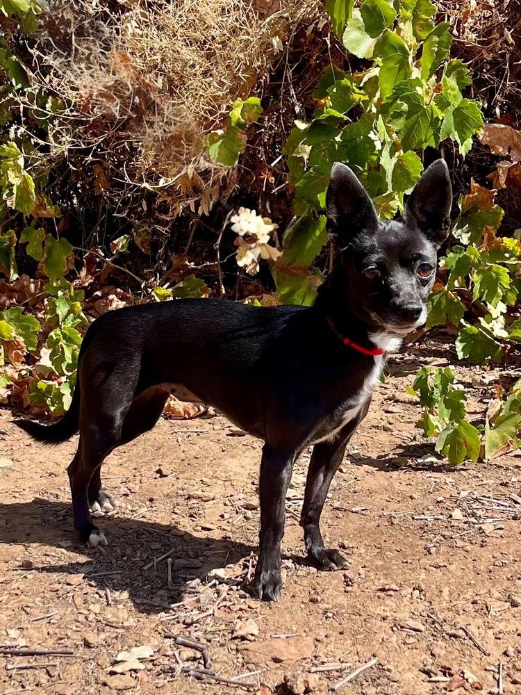 Enlarge Mindy, a Adoptable mixed breed in Jamestown, CA image 2/3