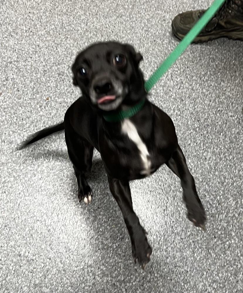 Enlarge Mindy, a Adoptable mixed breed in Jamestown, CA image 3/3