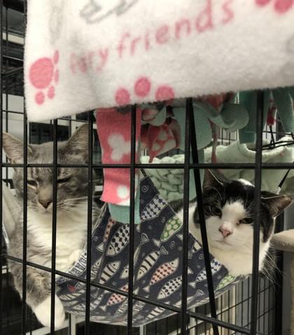 Enlarge Tinsel (must be adopted with Nikki), a Adoptable mixed breed in Hillsboro, OR image 1/3