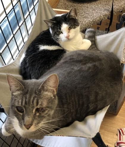Tinsel (must be adopted with Nikki), Adoptable, Young Female Domestic Short Hair & Domestic Short Hair.