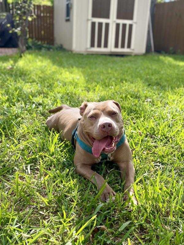 Enlarge Jade, a Adoptable Pit Bull Terrier in Austin, TX image 4/6