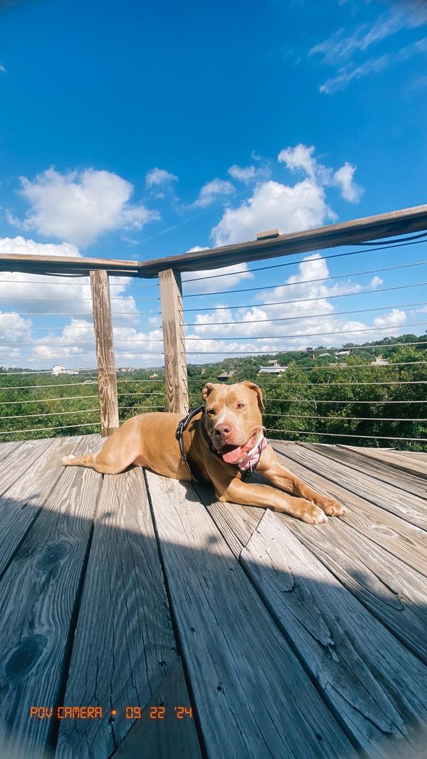 Enlarge Jade, a Adoptable Pit Bull Terrier in Austin, TX image 5/6