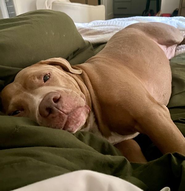 Enlarge Jade, a Adoptable Pit Bull Terrier in Austin, TX image 6/6