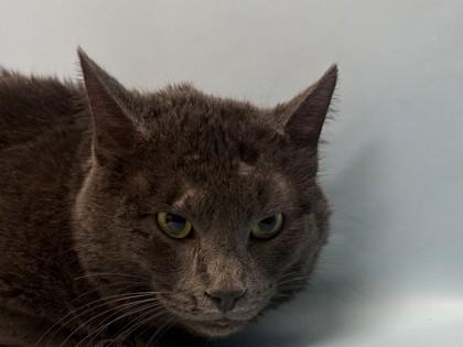 Enlarge Batman, a Adoptable Domestic Short Hair in Woodbury, MN image 1/1