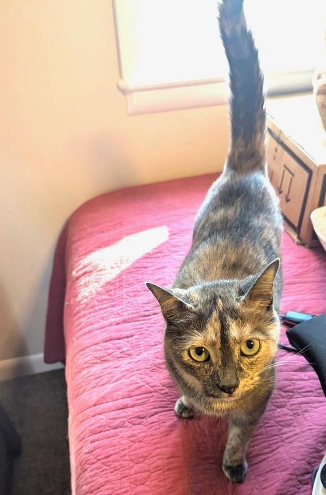 Gabby (26-136 C), a Adoptable Domestic Short Hair in Lansing, MI image 1/2