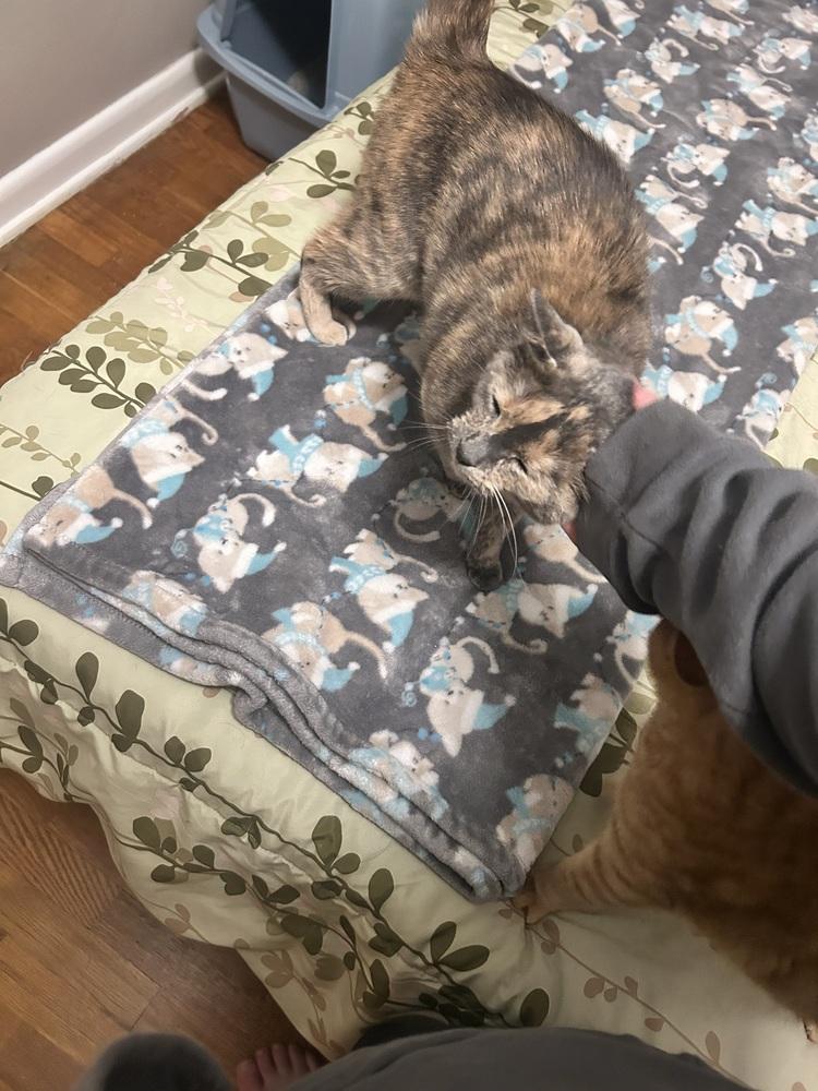 Gabby (26-136 C), a Adoptable Domestic Short Hair in Lansing, MI image 2/2