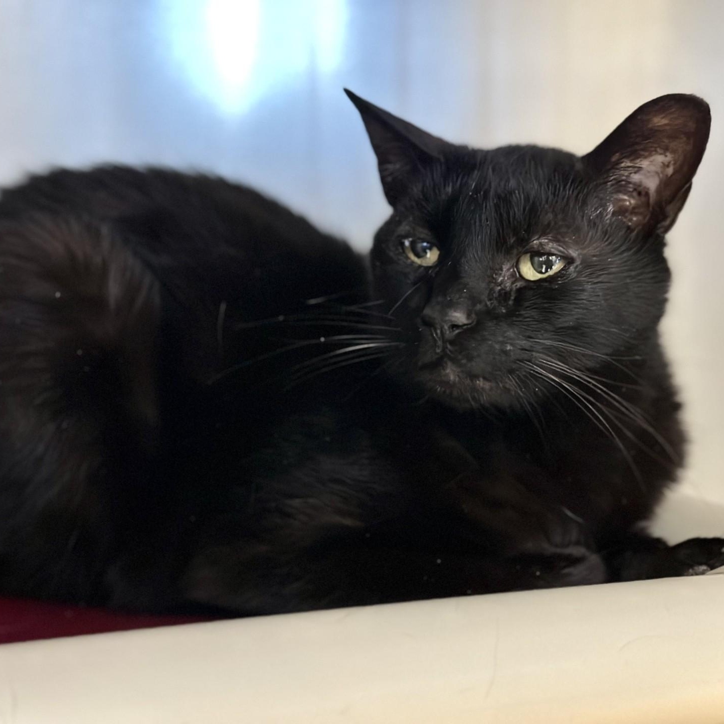 Poe, a Adoptable Domestic Short Hair in Manahawkin, NJ image 1/2