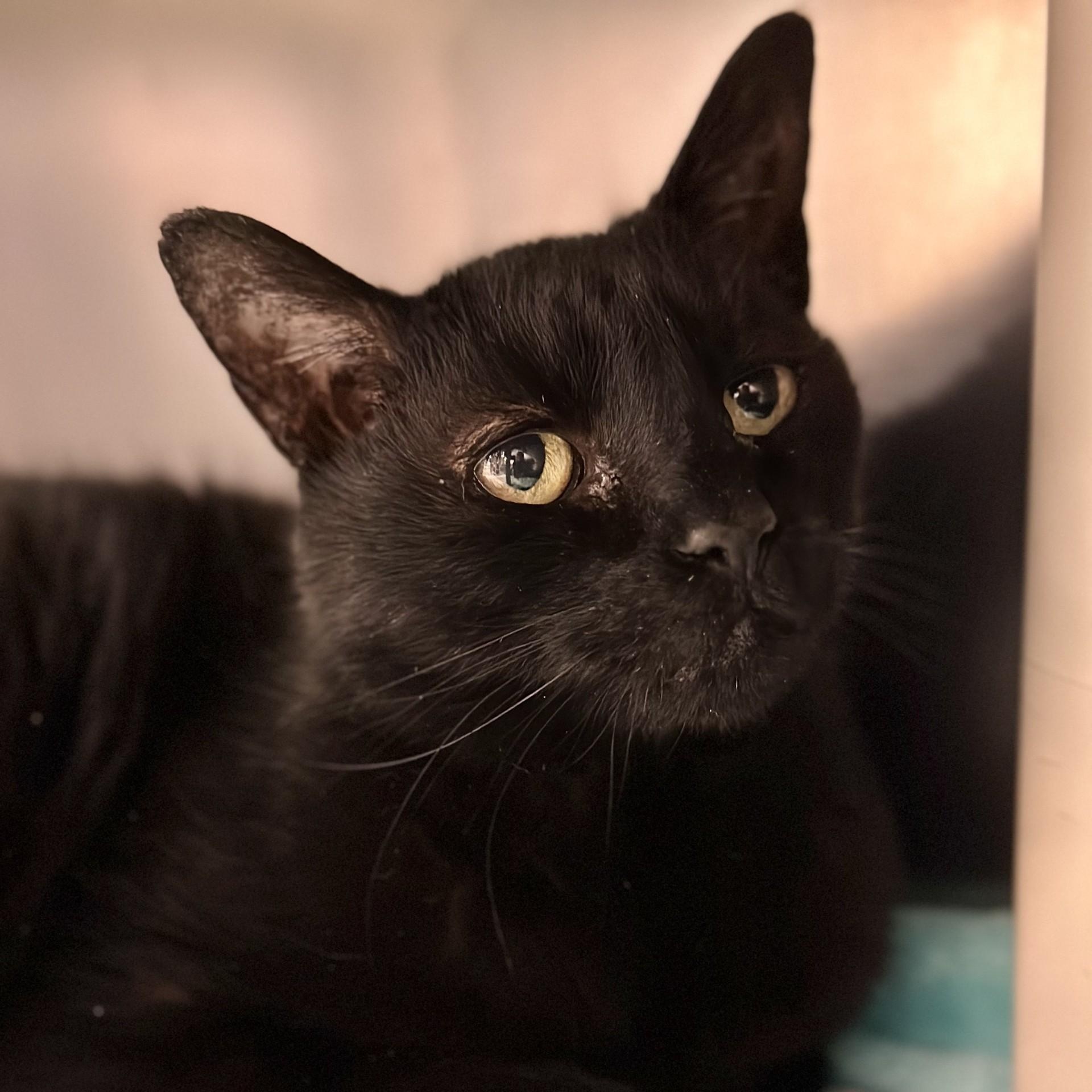 Enlarge Poe, a Adoptable Domestic Short Hair in Manahawkin, NJ image 1/4
