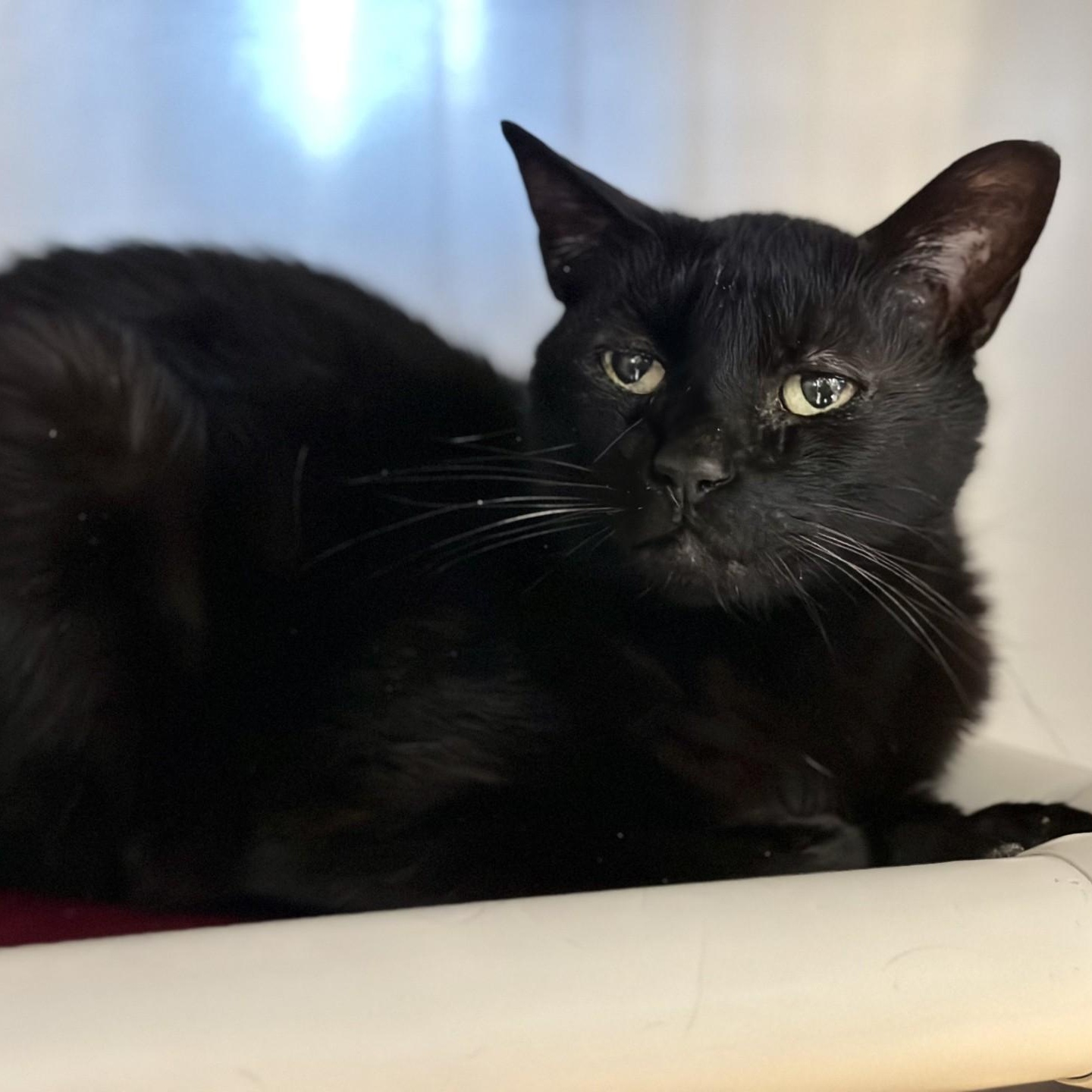 Poe, a Adoptable Domestic Short Hair in Manahawkin, NJ image 2/2