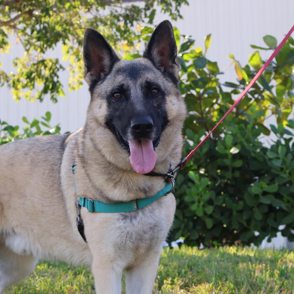 Babylon, Adoptable, Adult Male Mixed Breed.