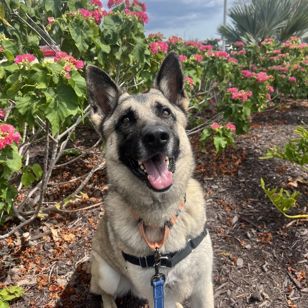 Enlarge Babylon, a Adoptable Mixed Breed in Naples, FL image 2/6