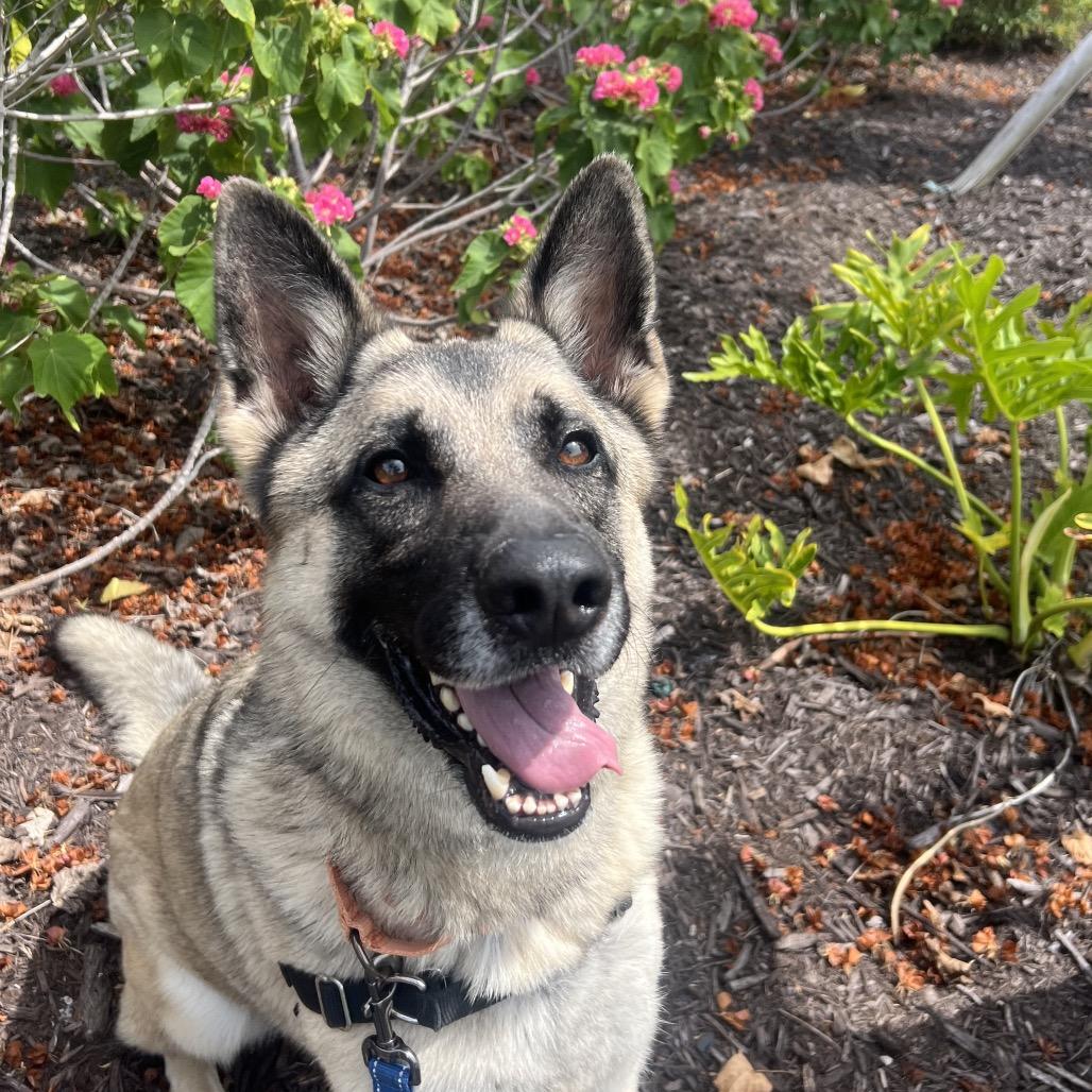 Enlarge Babylon, a Adoptable Mixed Breed in Naples, FL image 3/6