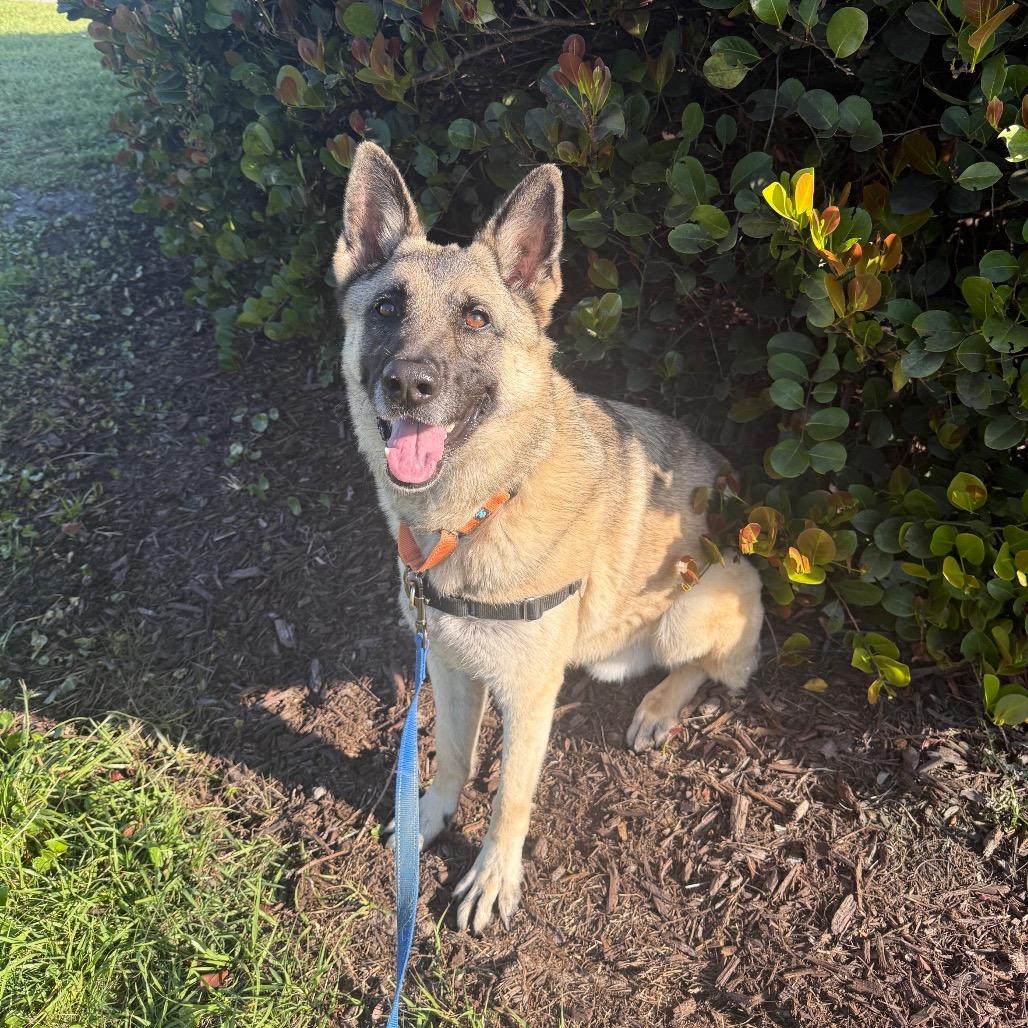 Enlarge Babylon, a Adoptable Mixed Breed in Naples, FL image 4/6