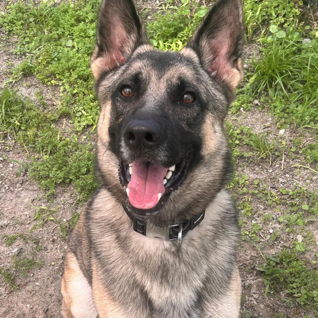 Enlarge Babylon, a Adoptable Mixed Breed in Naples, FL image 5/6