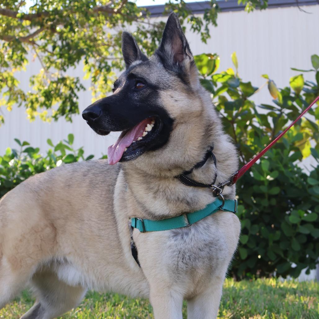 Enlarge Babylon, a Adoptable Mixed Breed in Naples, FL image 6/6