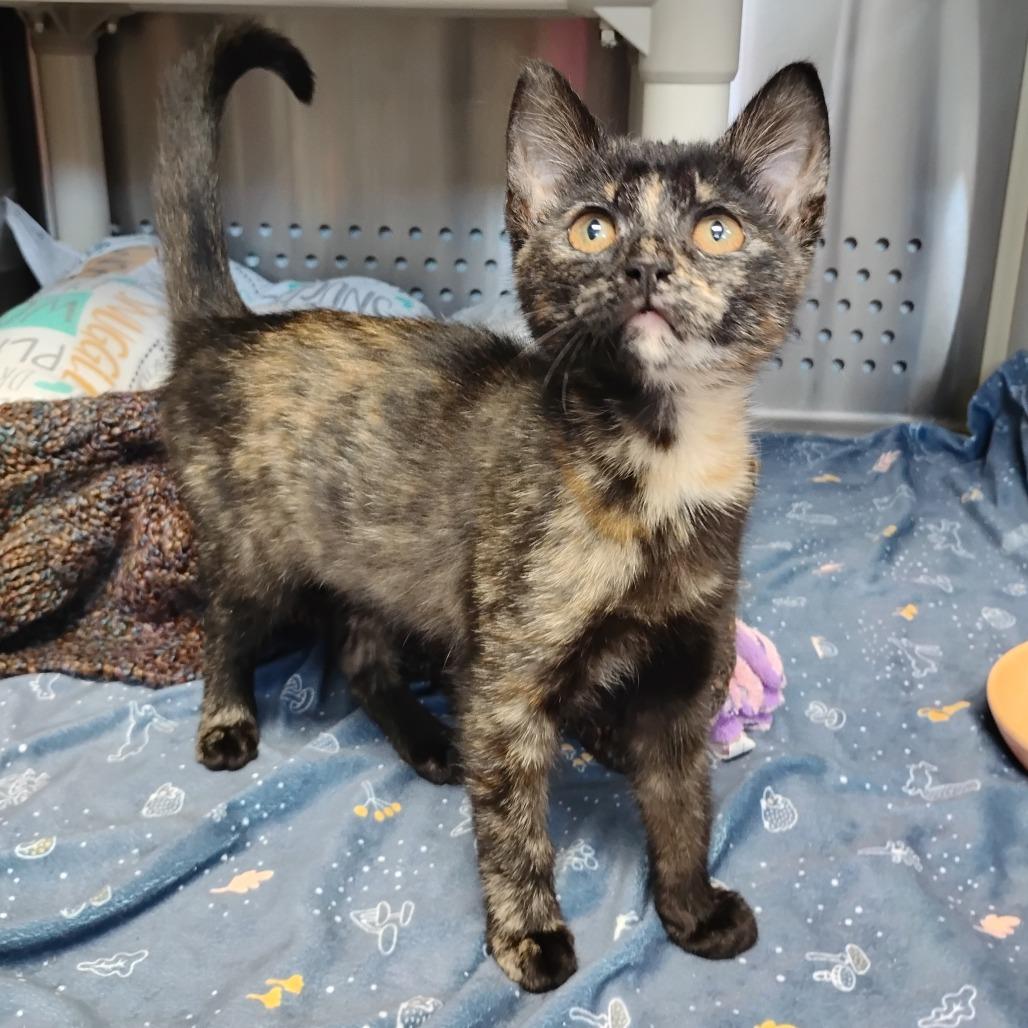 Cayenne, Adoptable, Kitten Female Domestic Short Hair.