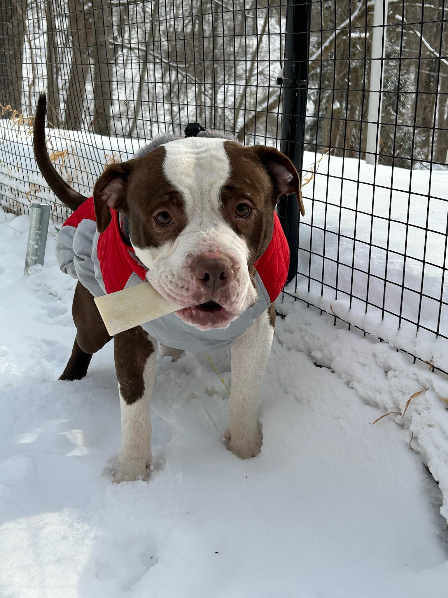 Lee, ADOPTABLE, Adult Male Mixed Breed.