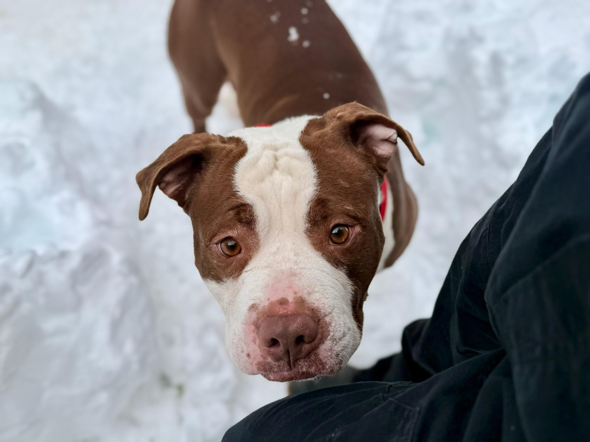 Lee, a ADOPTABLE Mixed Breed in Sherman, CT image 2/5